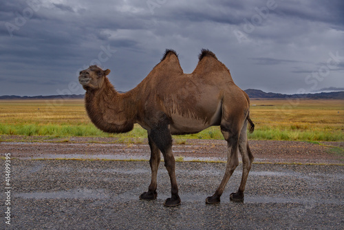 Kazakhstan. Two-humped camels on an asphalt road near the town of Zharkent. © Александр Катаржин