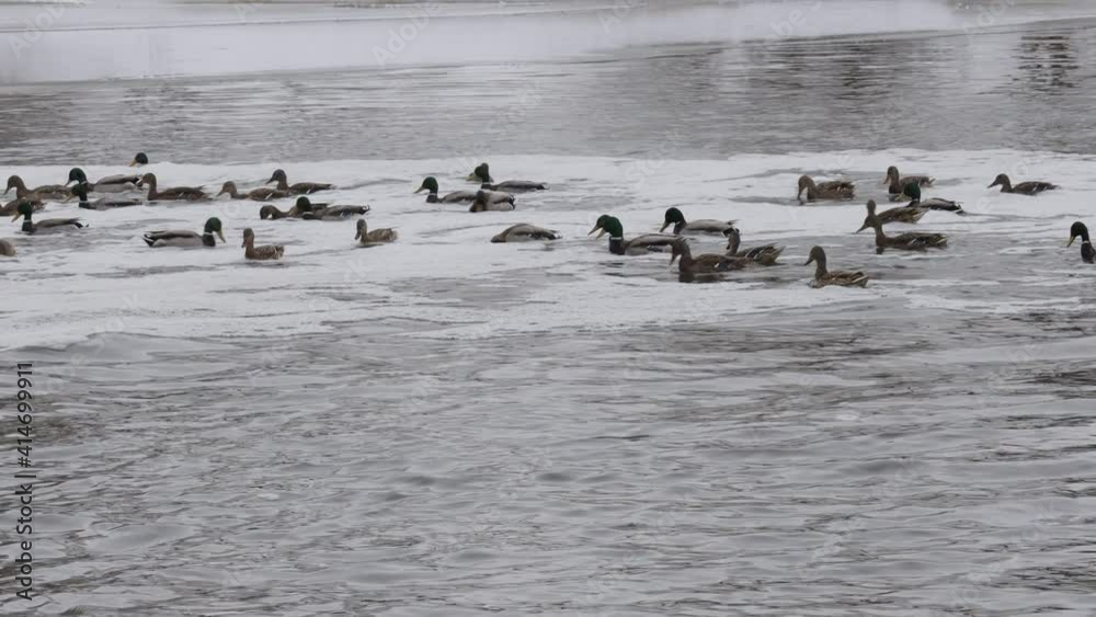 Wild ducks swimming in winter in a river Wild ducks swimming in winter in a river