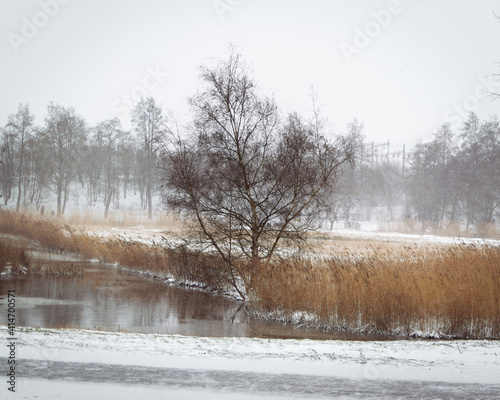 Tree in snowy  landscape