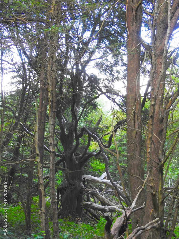 Fototapeta premium Several different trees in the forest