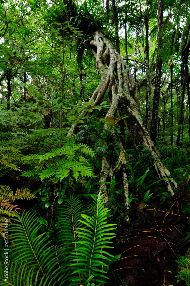 Rainforest in Sri Lanka // Regenwald in Sri Lanka (Sinharaja forest