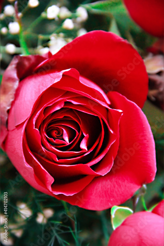 red rose flower with petals and green leaves