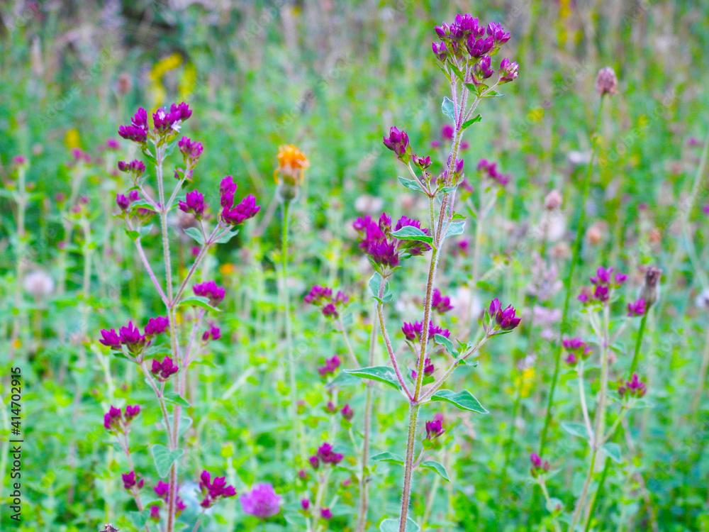 Maroon wild flowers in the meadow Maroon wild flowers in the meadow