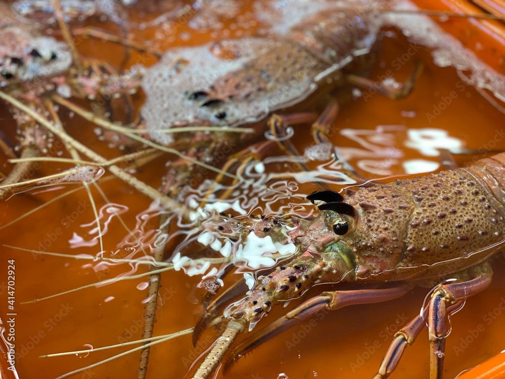 Close up to see many lobsters in full water orange basket at fish