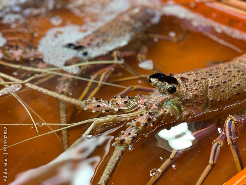 Close up to see many lobsters in full water orange basket at fish