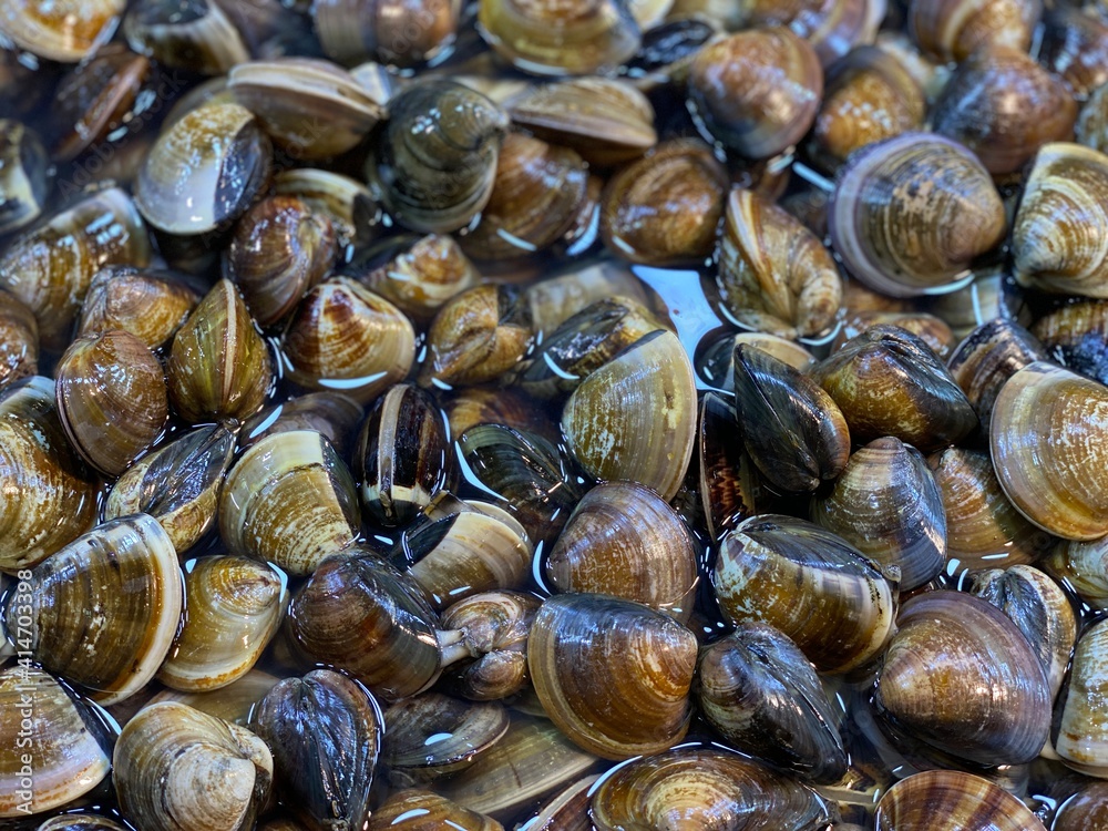 Food Festival Black Shells Seafood Cotton Fabric, also be known as shells for sale, sea clams inside aquarium in a restaurant or at the fish market Food Festival Black Shells Seafood Cotton Fabric, also be known as shells for sale, sea clams inside aquarium in a restaurant or at the fish market