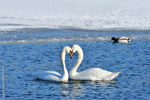 Fototapeta Naklejka Na Ścianę i Meble -  male and female of svans during courting