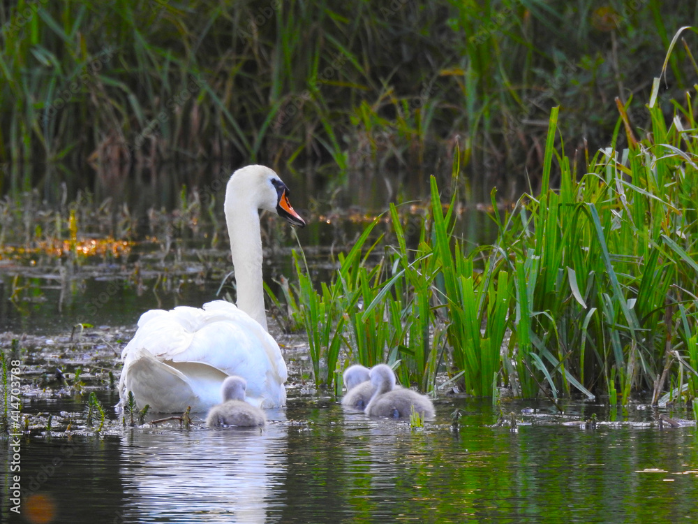 Three very little baby swans and their mother in the pond water Three very little baby swans and their mother in the pond water