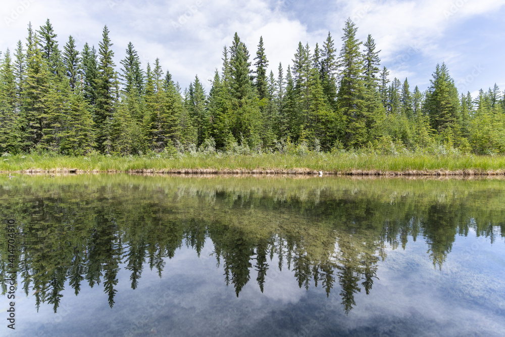Nature scenery with lush green coniferous forest mirroring in water surface in front of it, shot in Griffith Woods, Calgary, Alberta, Canada