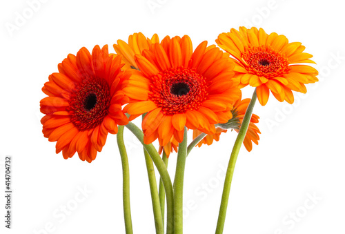 gerbera flower isolated