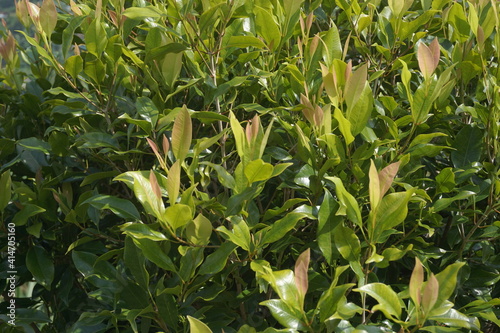 Clove leaves on the tree. Also called cengkih  cengkeh  Syzygium aromaticum and Eugenia aromaticum