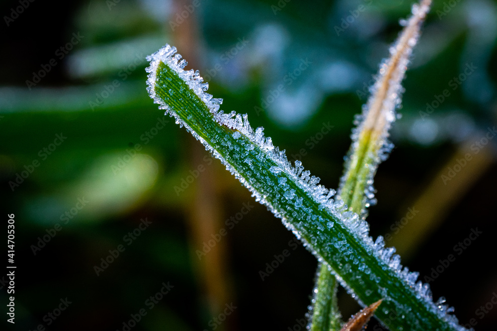 frozen dew on a grass frozen dew on a grass