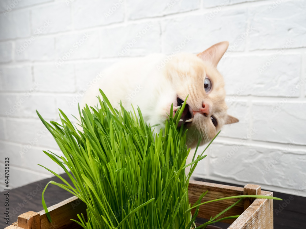 Obraz premium Cat Eating Grass, Cat is eating fresh green grass. Natural herbal treatment, white, red pet cat eating fresh grass, green oats, emotionally, the concept of the health of Pets