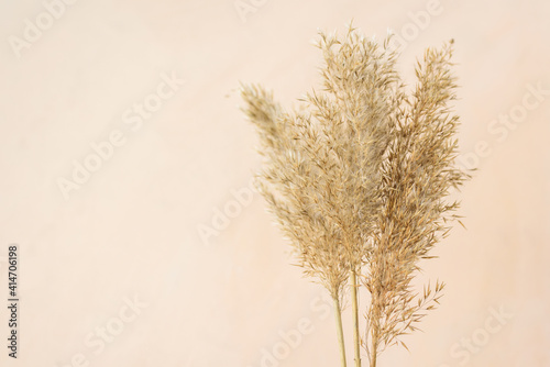 Dry reeds pampas grass on beige neutral background