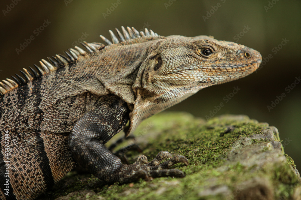 Costa Rica Iguana
