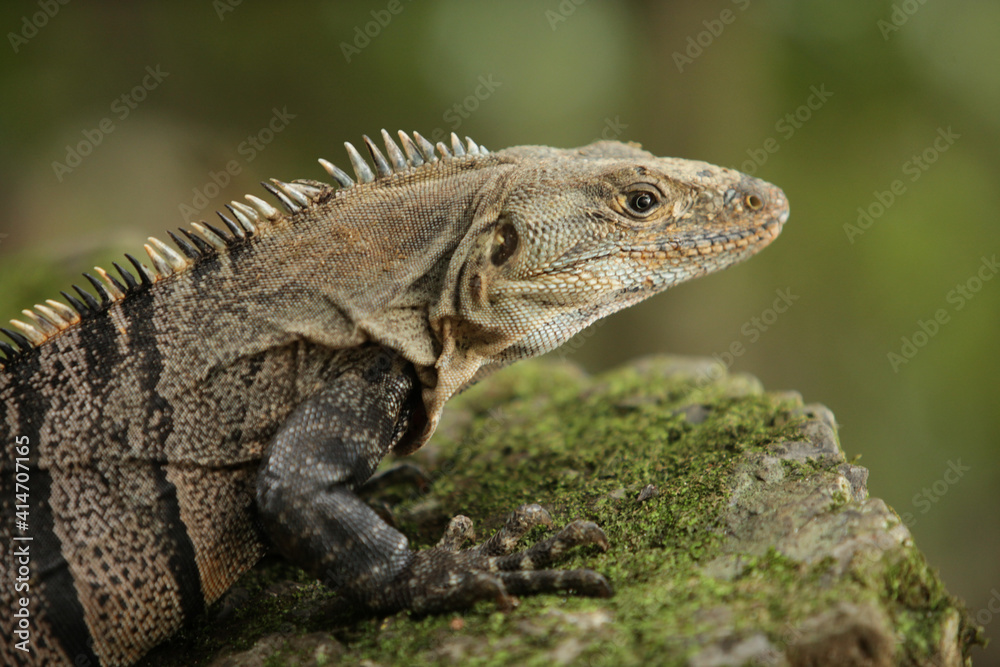 Costa Rica Iguana Costa Rica Iguana