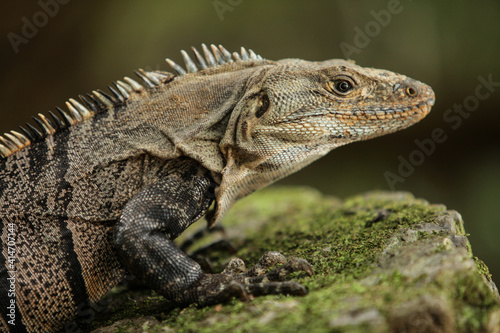 Costa Rica Iguana