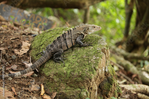 Costa Rica Iguana