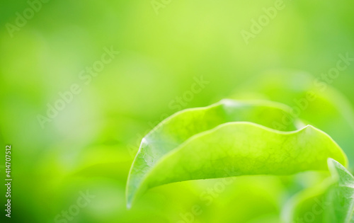 Closeup nature view of green leaf on blurred greenery background with copy space using as background natural green plants landscape, ecology, fresh wallpaper concept.rain water on a green leaf macro