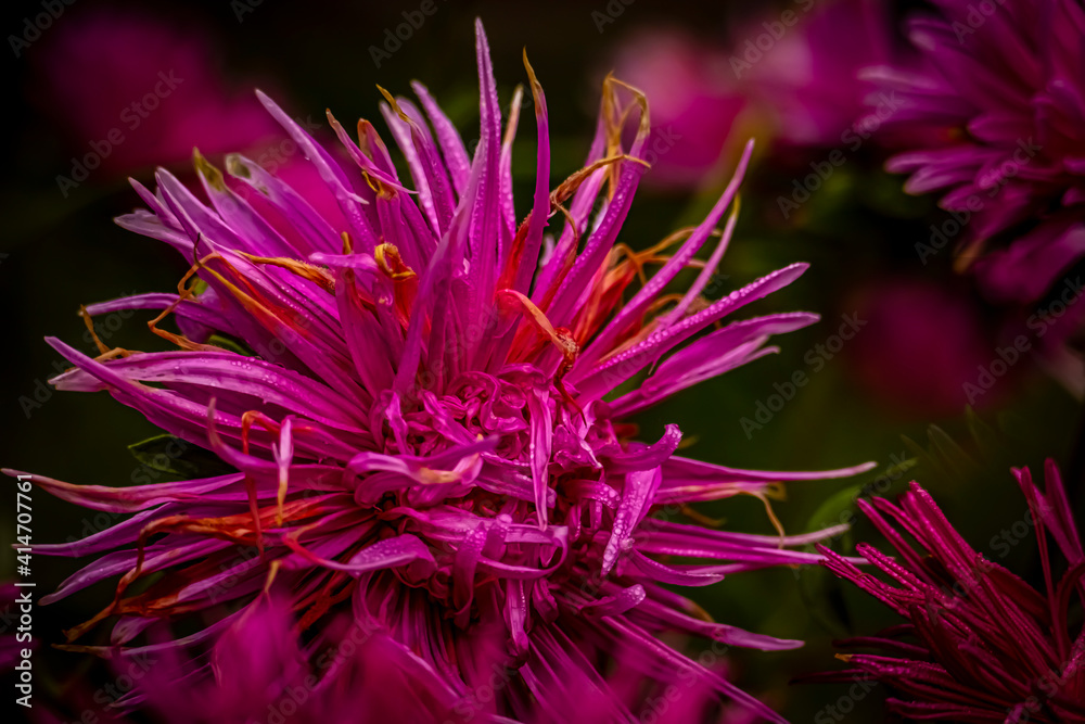 Red needle asters bloom in the summer garden Red needle asters bloom in the summer garden