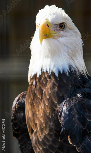 Close up of a Bald Eagle