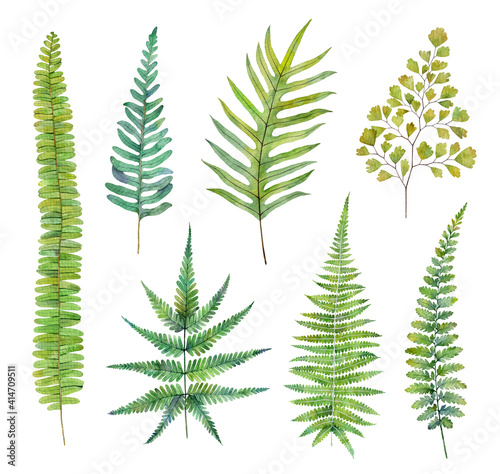 Watercolor fern leaves isolated on white background. Hand drawn botanical illustration.