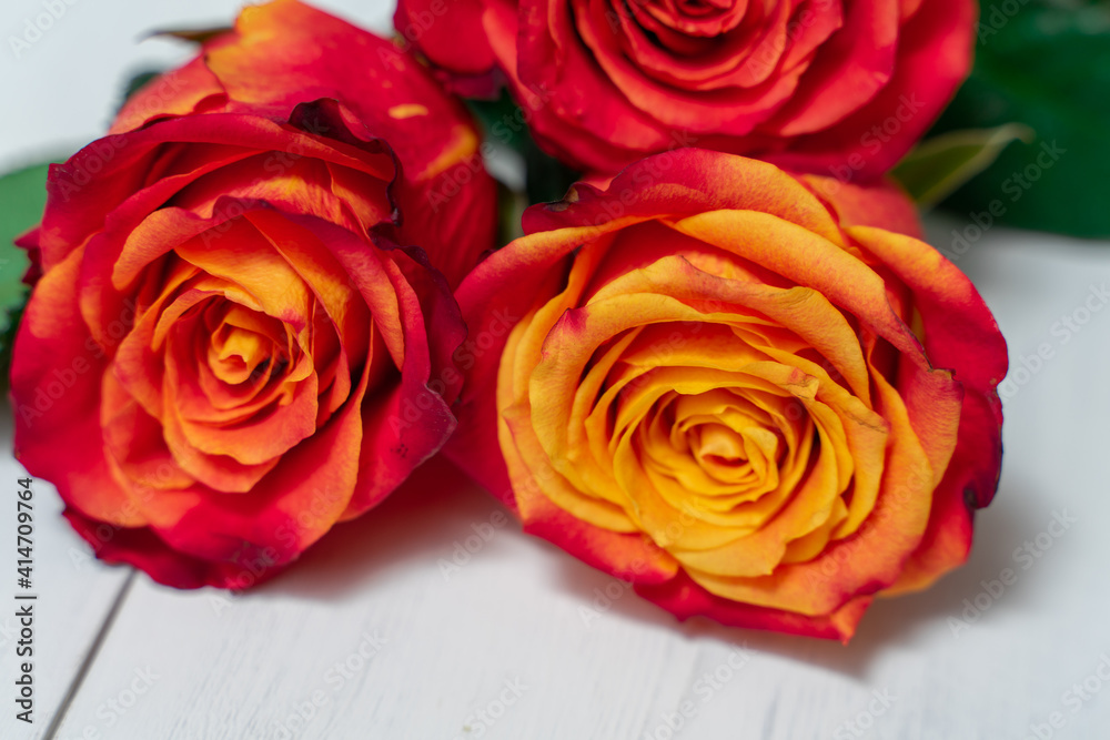 beautiful red and yellow roses close up beautiful red and yellow roses close up