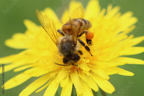 Bee working - dandelion flower 2