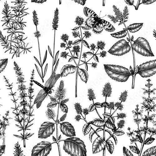 Mints and balms seamless pattern. Hand sketched aromatic and medicinal herbs background. Herbal tea ingredients. Mint plants for cosmetics, perfumery, textile, wrapping, packaging, fabric.