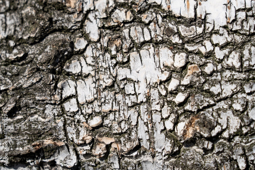 White birch tree bark. background and copyspace