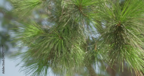 Close-up of a conifer