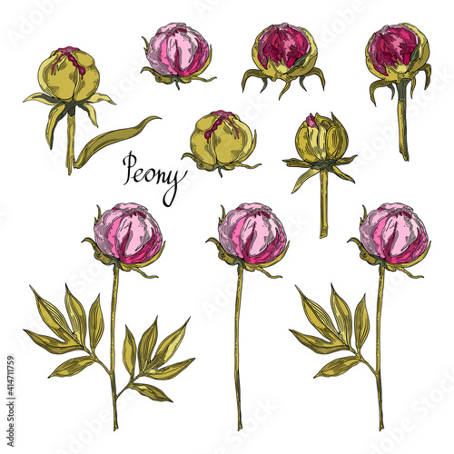 Set of pink peony buds. Hand-drawn floral collection of festive decor. Vector illustrationon a white background. photo