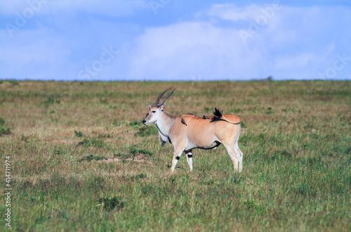 Fototapeta Naklejka Na Ścianę i Meble -  Eland, female antelope (Taurotragus oryx) swishing tail at oxpecker birds on its back. Common or Southern eland, Maasai Mara National Reserve, Kenya, Africa. Side view, spiral horns