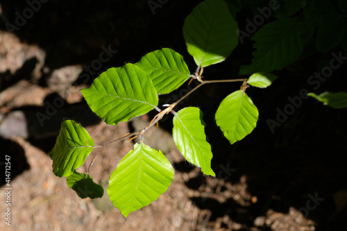 Young and green leaves of a beech tree in close-up in strong sunlight against a background of brown soil and shadow. Natural light. Sunny day. Natural background. Forest. Park. Springtime.