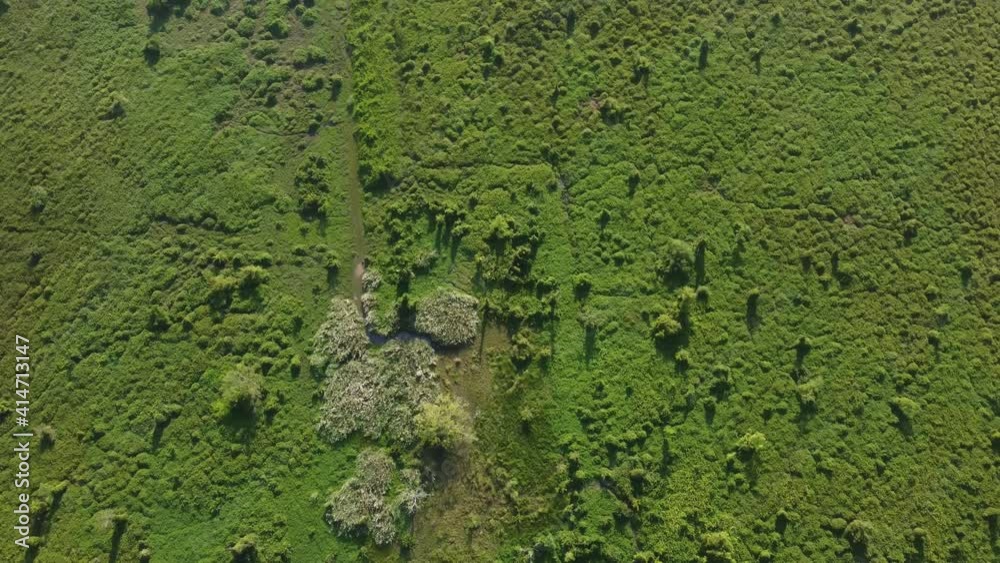 Drone view green grass land at wetland Asia. Drone view green grass land at wetland Asia.