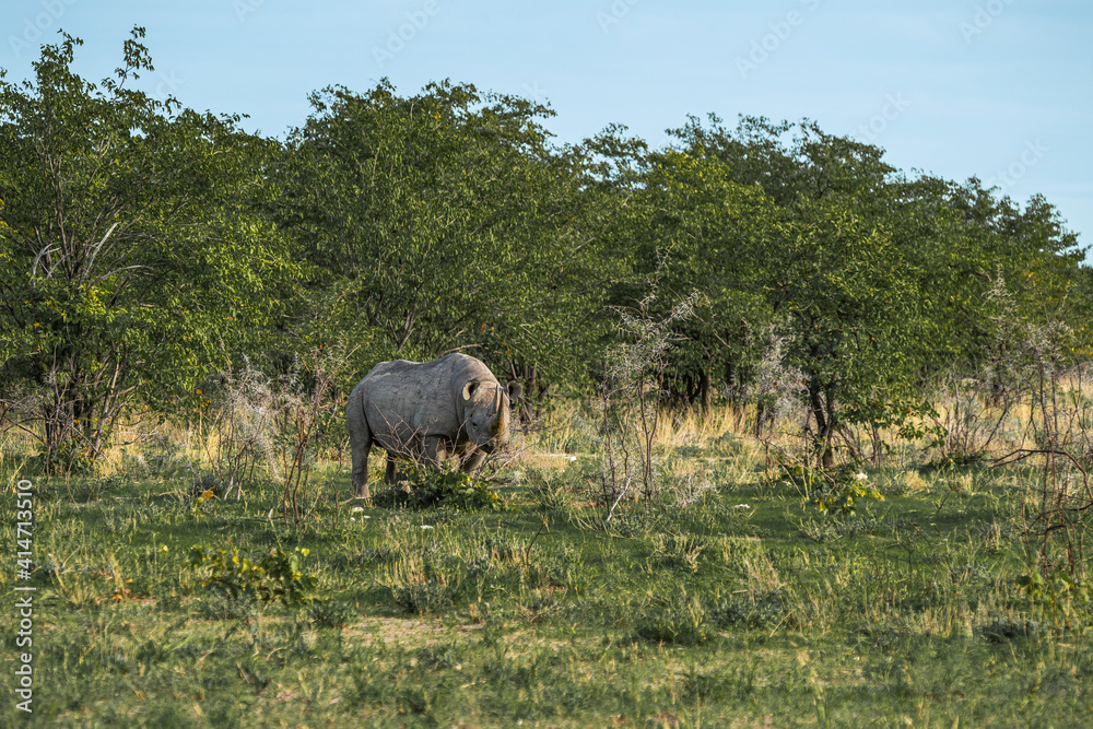 Black rhinoceros, rhino, standing between thorny bushes Etosha National Park, Nambia Black rhinoceros, rhino, standing between thorny bushes Etosha National Park, Nambia