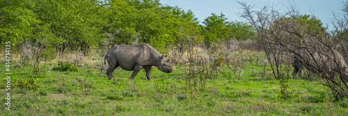 Two black rhinoceros  rhinos walking between thorny bushes Etosha National Park  Nambia