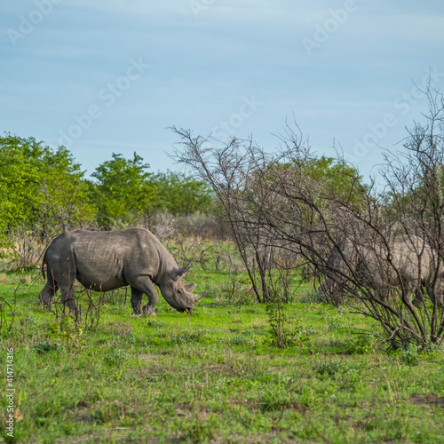 Black rhinoceros  rhino  standing between thorny bushes Etosha National Park  Nambia