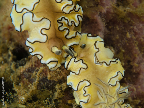 Nudibranch in Thailand