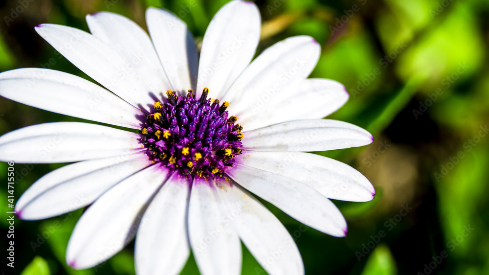 Purple stamens daisy growing in the field Purple stamens daisy growing in the field