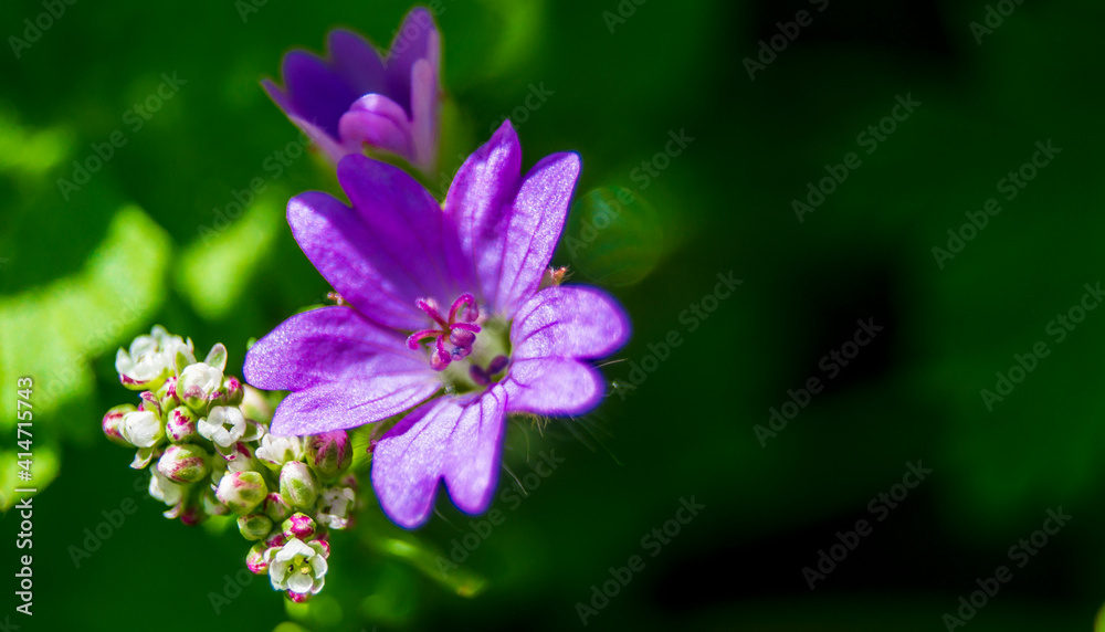 Delicate purple flower on green background Delicate purple flower on green background
