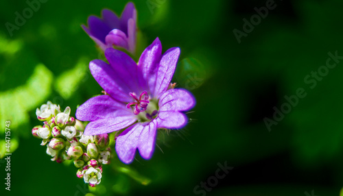 Delicate purple flower on green background