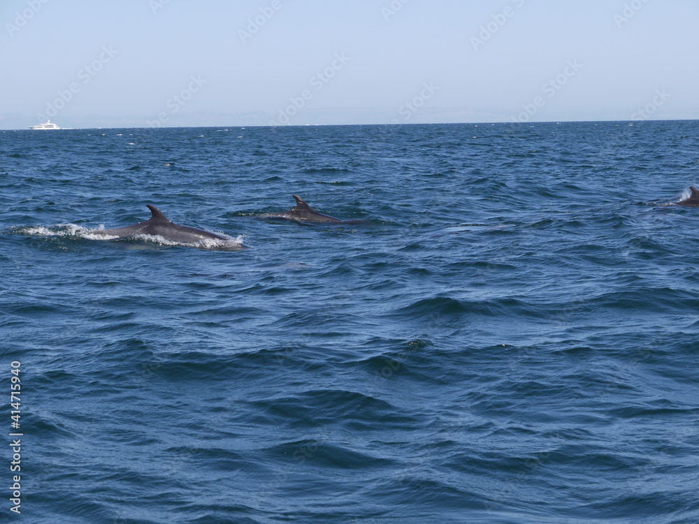 Fototapeta premium sea creatures dolphins passing by