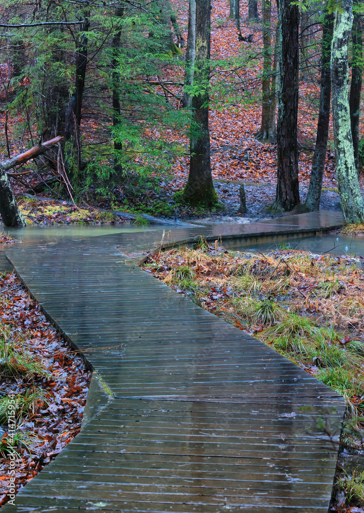 Naklejka premium Rain and Fog at Bays Mountain Park, Tennessee