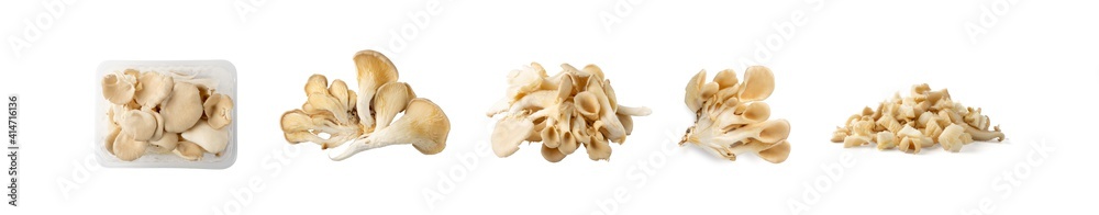 Raw Fresh Oyster Mushrooms, Pleurotus or Abalone Mushrooms