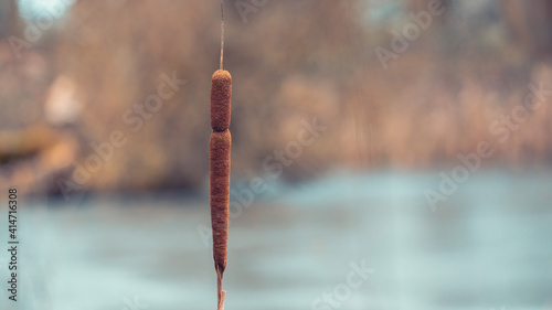 Fotografie Single pond reed in the winter