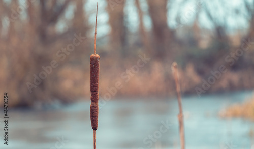 Fotografie Single pond reed in the winter