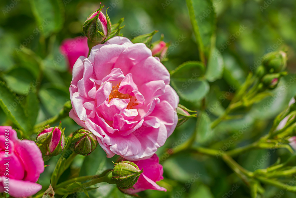 Pink rose in sunshine. Spring or summer day. Pink rose in sunshine. Spring or summer day.