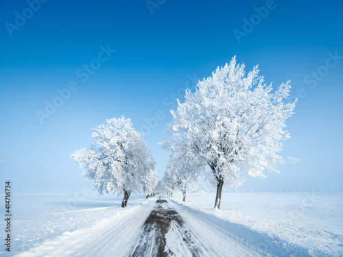 Avenue of Trees covered by Hoarfrost, Small Country Road through Snow Covered Landscape