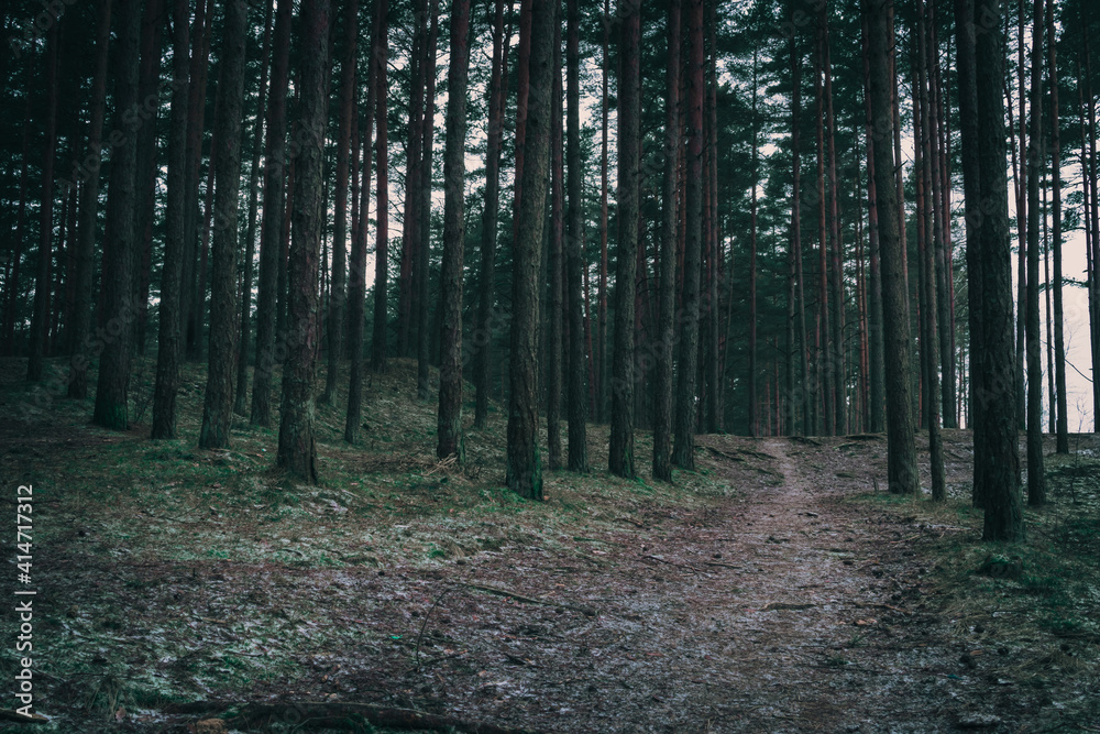 Obraz premium Conifer forest, a country road through the dark forest, vintage look